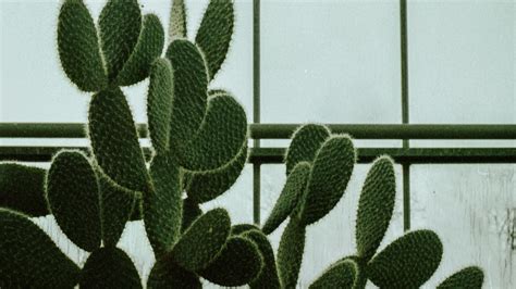 Cactus Succulent Plant Window 4k Hd Wallpaper
