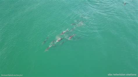 Dolphins Spotted Swimming Near Surfers Abc13 Houston
