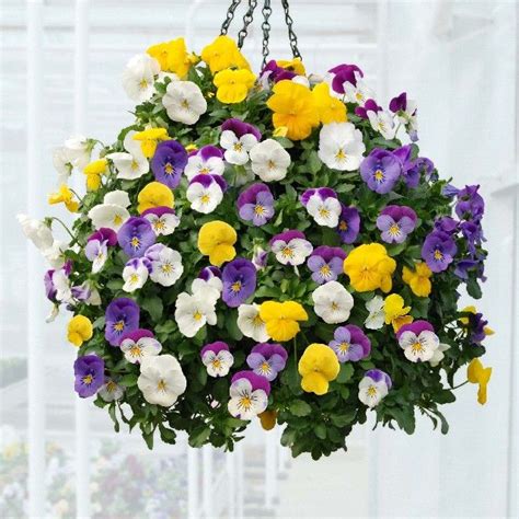 Porches get the hang of hanging flower baskets. EARLY SPRING SHADE GARDEN - Pansies in Hanging Baskets ...