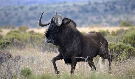 Black Wildebeest Alchetron The Free Social Encyclopedia