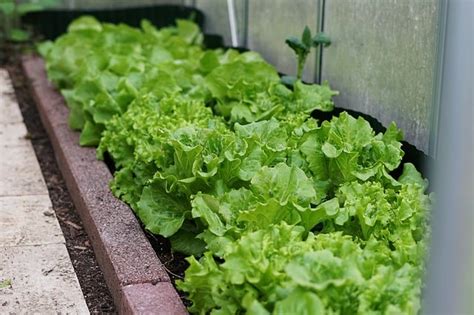 19 Vegetables To Grow In A Greenhouse Gardening Channel