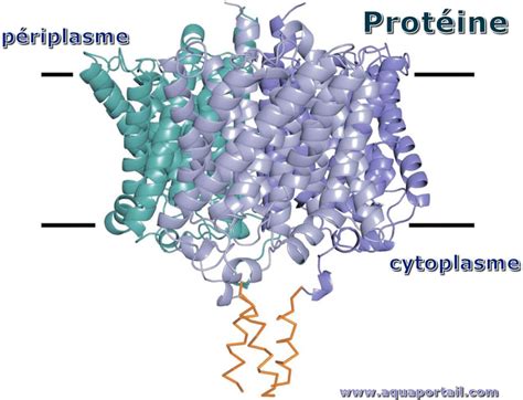 Protéine Définition Et Explications
