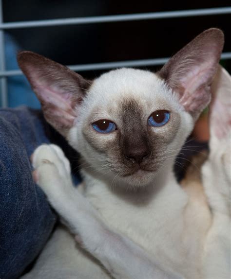 What Are Siamese Cats Hubpages