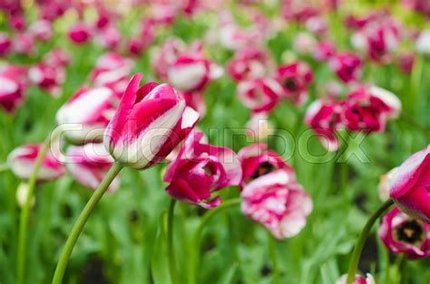 Pink Beautiful Tulips Field In Spring Time Floral Background Stock