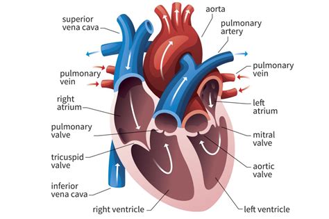 The Human Heart Labeled In All Its Major Parts Including Valves And