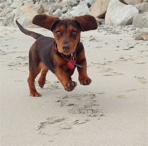 Basset Hound And Dachshund Mix Info Pictures Traits And Facts