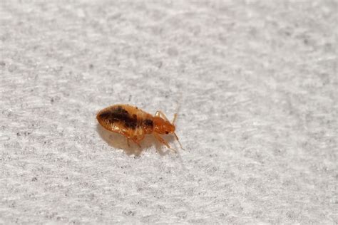 How Fast Do Bed Bugs Spread Commonly Asked Questions