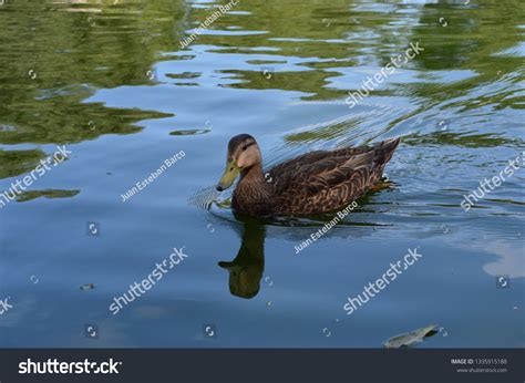 Ugly Duckling Real Life Stock Photo Edit Now 1335915188