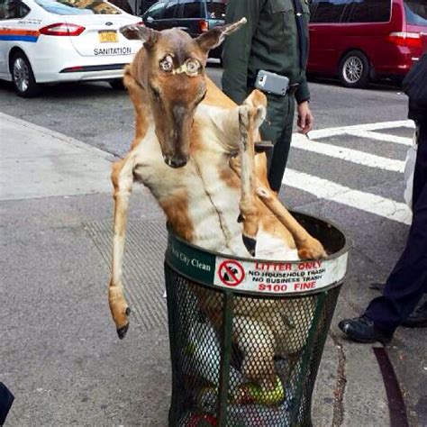 Photo Taxidermied Deer Adapts To New Life In Nyc Trash Can Gothamist