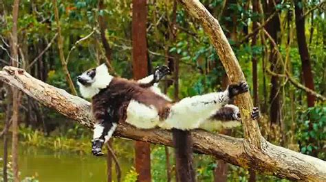 Schauen sie sich bewertungen und fotos von inseln in madagaskar, afrika auf tripadvisor an. Insel der Lemuren - Madagascar Trailer OV - FILMSTARTS.de