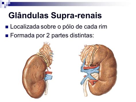 Função Da Glandula Supra Renal