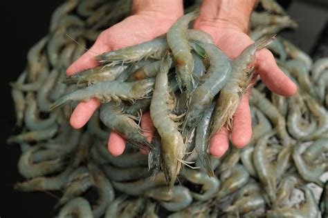 The Future Of Shrimp Farming Is Vertical And Coming To Cities Bloomberg