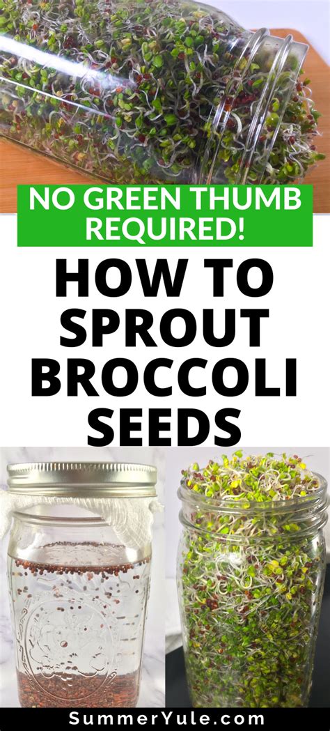Sprouting Broccoli Seeds Broccoli Sprouts Recipe Growing Broccoli