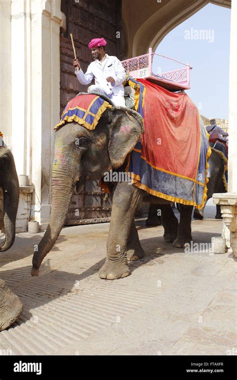 Elephants Carrying Tourists To The Amber Fort Jaipur Rajasthan India