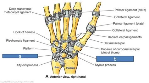 Wrist Movements Anatomy