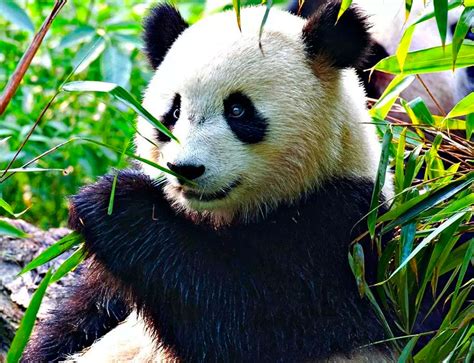 Большая панда: описание, среда обитания, сколько живут