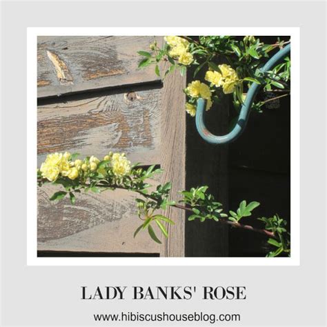 Zertifikat vom ticketsystem abgelaufen freifunk rheinland willuhn home of jameica&hibiscus ssl zertifikat kosten. Rosa Banksiae Lady Banks' Rose | Lady banks rose, Rose ...