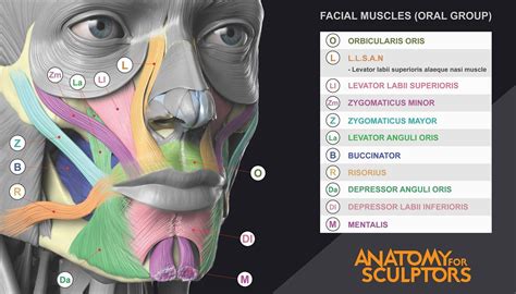 Facial Muscles Oral Group Anatomy For Sculptors On Artstation At