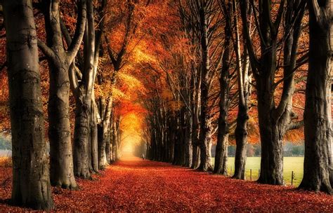 Wallpaper Sunlight Trees Landscape Fall Leaves