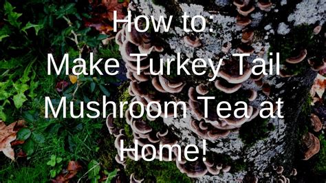 how to make turkey tail tea at home youtube