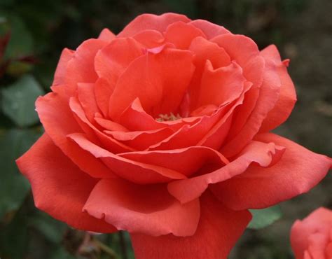 Fragrant Cloud Rose Orange Hybrid Tea Rose