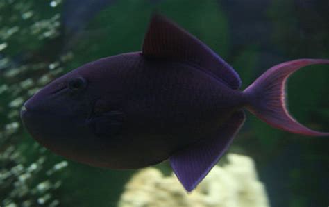 Photo 13 Red Tooth Trigger Fish Or Niger Trigger Beautif