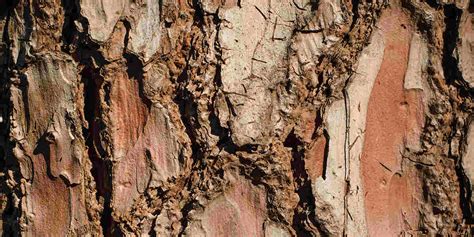Peeling Tree Bark Diseases And Other Causes Of Bark Shedding