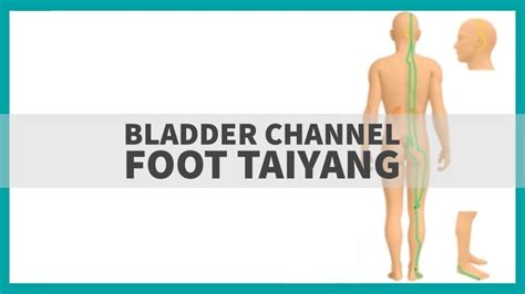 Tcm Anatomy Bladder Channel Of Foot Taiyang Bladder Tcm Anatomy