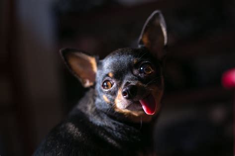 New Free Stock Photo Of Adorable Animal Black Chihuahua Dogs Pets