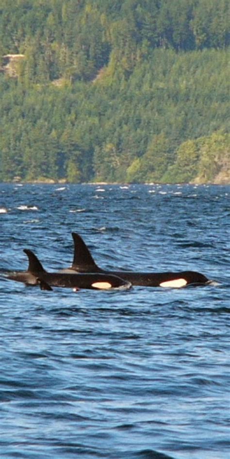 Killer Whales Orcas Hanging Out In Johnstone Strait Bc All About