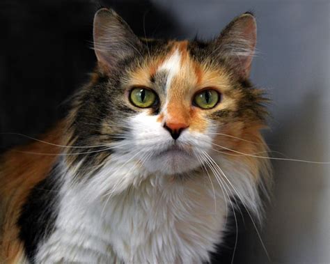 Long Haired Calico Cat Catherine Sherman Photography
