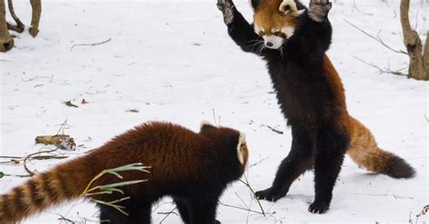 Red Pandas Play In Snow At Cincinnati Zoo Time