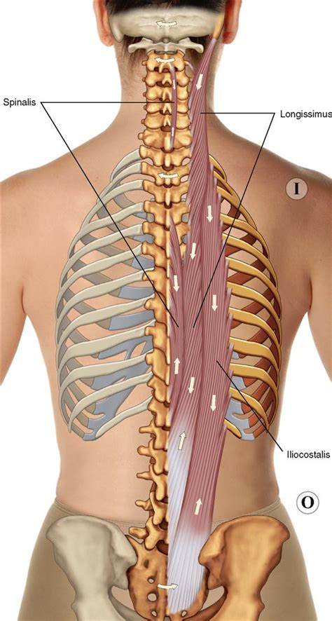 8 Muscles Of The Spine And Rib Cage Musculoskeletal Key