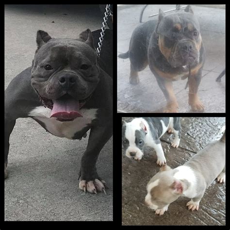 To sell you a high quality english bulldog puppy. American Bully Puppies For Sale | Raleigh, NC #283263