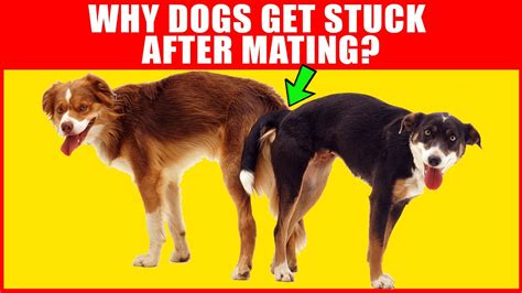 Why Dogs Get Stuck After Mating Breeding Process Explained Go It