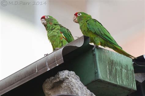 Crimson Fronted Parakeet Aratinga Finschi Flickr