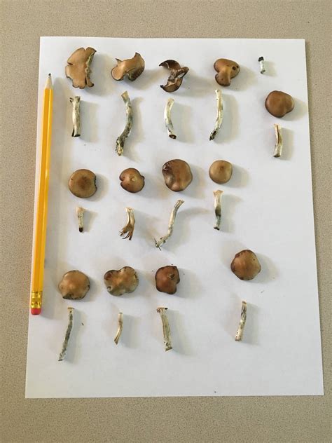 Seattle Shroom Identification Help Mushroom Hunting And