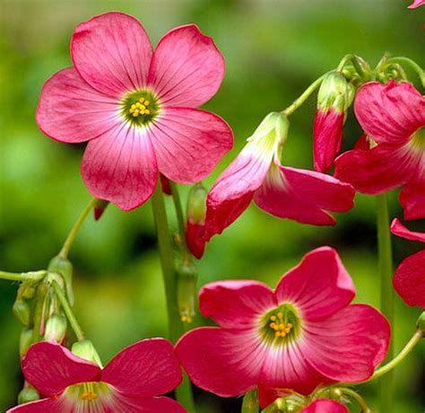 Let the plants dry out between waterings by watering them. Pink Shamrock - Oxalis deppei - Edible Leaves - 15 Bulbs ...