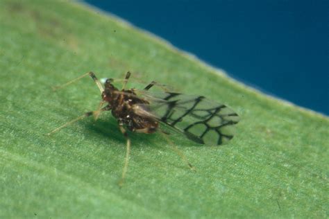 Check spelling or type a new query. Banana aphid (Pentalonia nigronervosa): Alate (winged ...