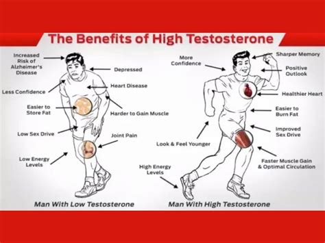 The Function And Importance Of Testosterone Alpha Medical