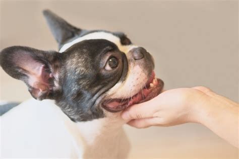 愛犬の「子犬のような目」は計算づく 可愛い表情で飼い主をとりこにする知恵 j cast ニュース【全文表示】