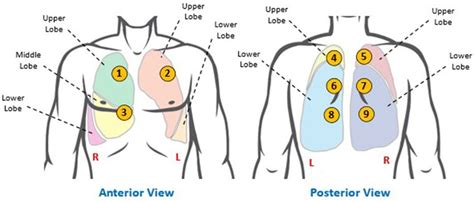 Anterior Lung Auscultation