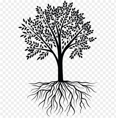 Tree Silhouette Png Roots