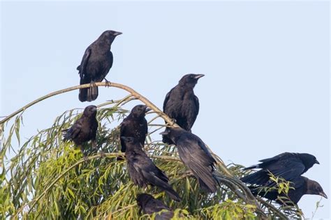 Why Do Crows Gather In Large Numbers 5 Reasons For This Behavior Optics Mag