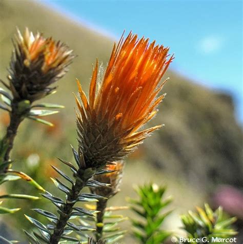 Flower Of The Andes