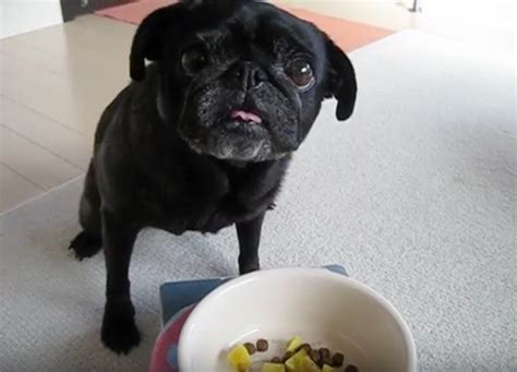 Video Its Time For This Pug To Eat But See What He Has To Do First