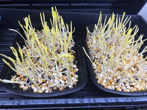 Robust 997 Corn Seed Shoots Microgreens Popcorn Caribbeangardenseed