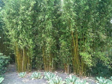 Pin On Bamboo