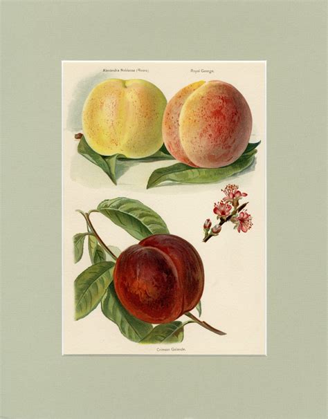 Peaches Art Print Antique Lithograph C1891 By John Wright