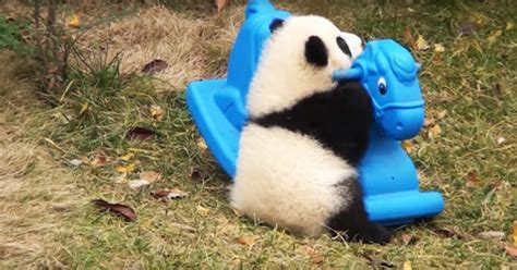 Fluffy Baby Panda Tests Out His New Toy But Look Very